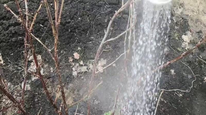The choice of feeding for currants in the spring: how and how to fertilize the bushes for a good harvest