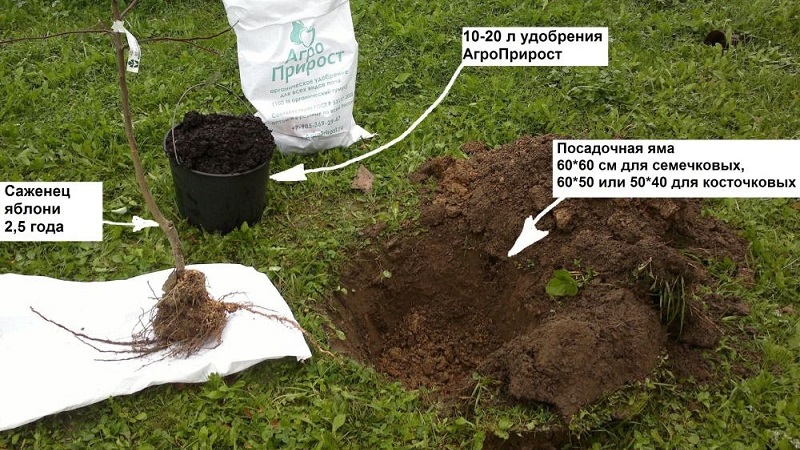 Instructions for beginner gardeners: how to plant an apple tree in spring