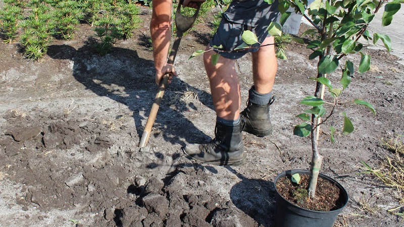 Instructions for beginner gardeners: how to plant an apple tree in spring