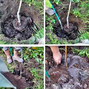 Instructions for beginner gardeners: how to plant an apple tree in spring