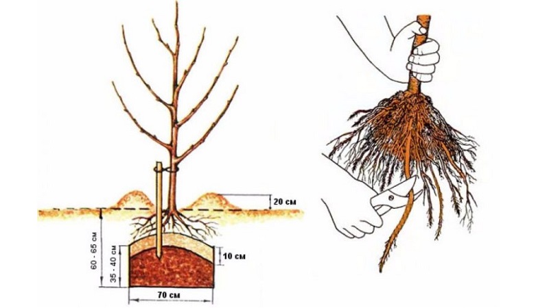 Instructions for beginner gardeners: how to plant an apple tree in spring