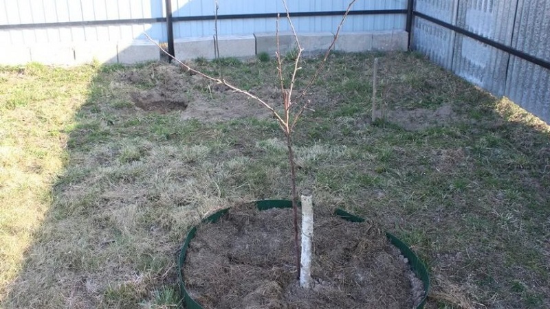 Instructions for beginner gardeners: how to plant an apple tree in spring