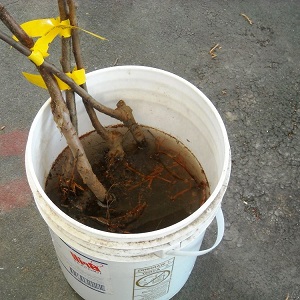 Instructions for beginner gardeners: how to plant an apple tree in spring