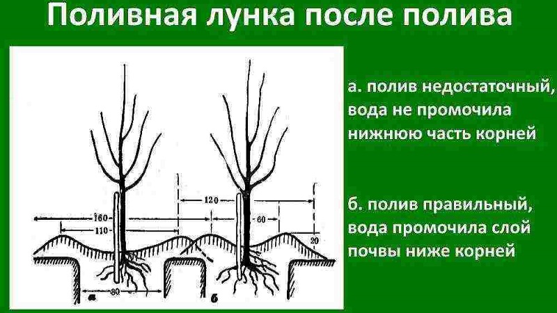 Instructions for beginner gardeners: how to plant an apple tree in spring