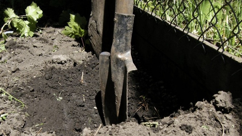 How to properly plant grapes in spring in open ground