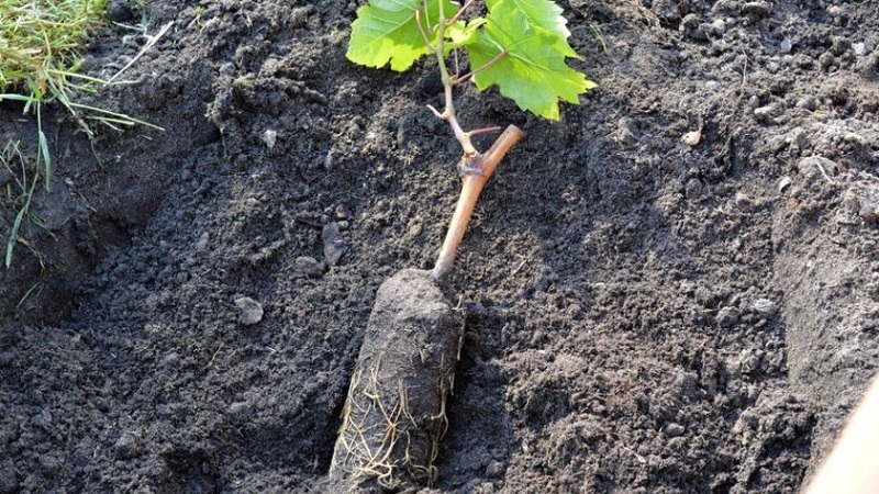 How to properly plant grapes in spring in open ground