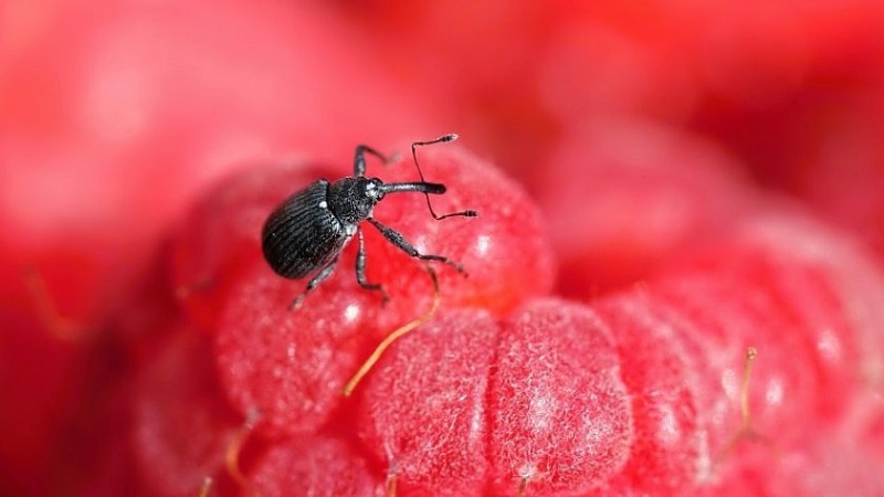 How to properly process raspberries in the spring from diseases and pests, what means to use