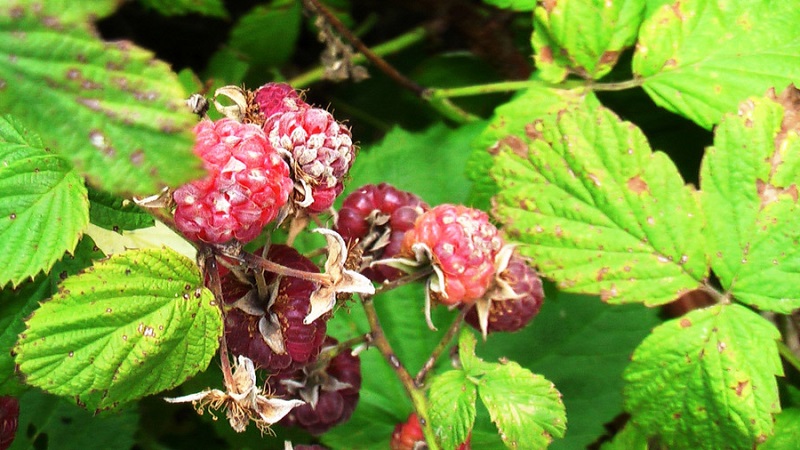 How to properly process raspberries in the spring from diseases and pests, what means to use