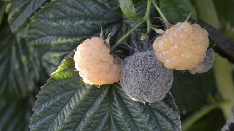 How to properly process raspberries in the spring from diseases and pests, what means to use
