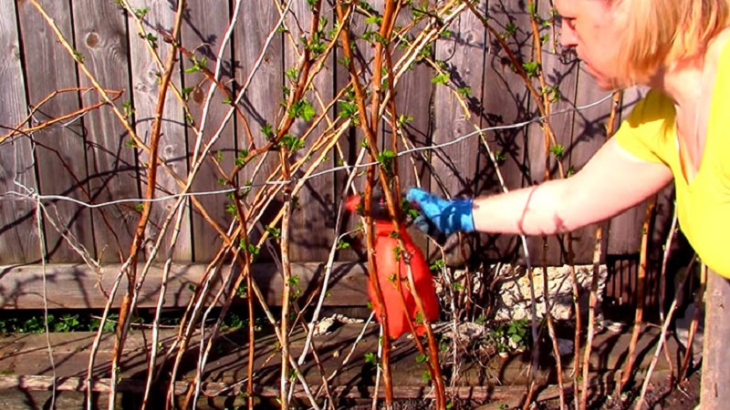 How to properly process raspberries in the spring from diseases and pests, what means to use