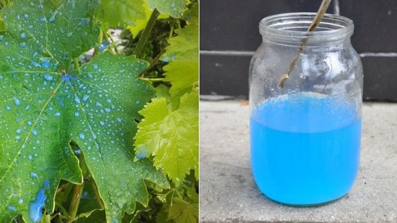 How to properly process grapes with copper sulfate in the spring and why is it needed