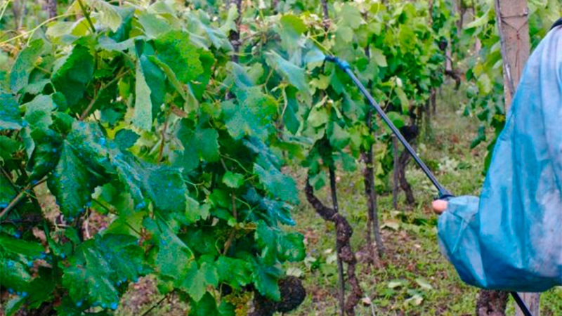 How to properly process grapes with copper sulfate in the spring and why is it needed