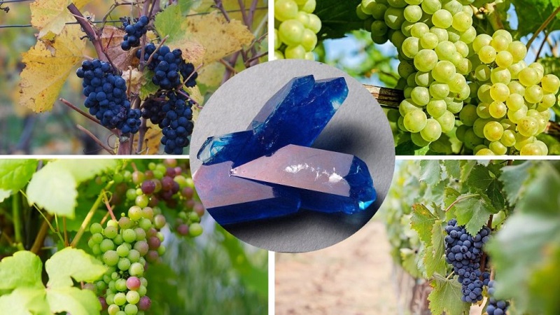 How to properly process grapes with copper sulfate in the spring and why is it needed