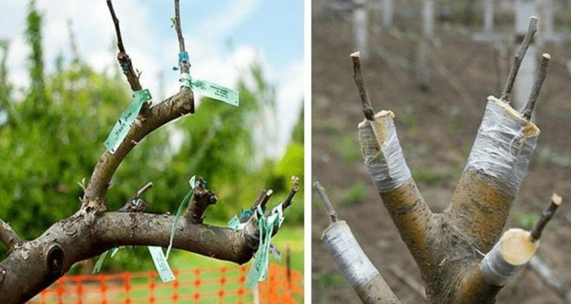 A beginner gardener's guide step by step: how to plant an apple tree in spring