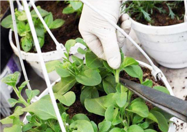 What is petunia pruning in mid-summer for and how to carry it out correctly