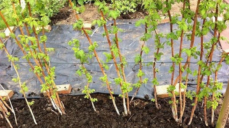 Step-by-step instructions on how to plant raspberries in the spring correctly for novice gardeners