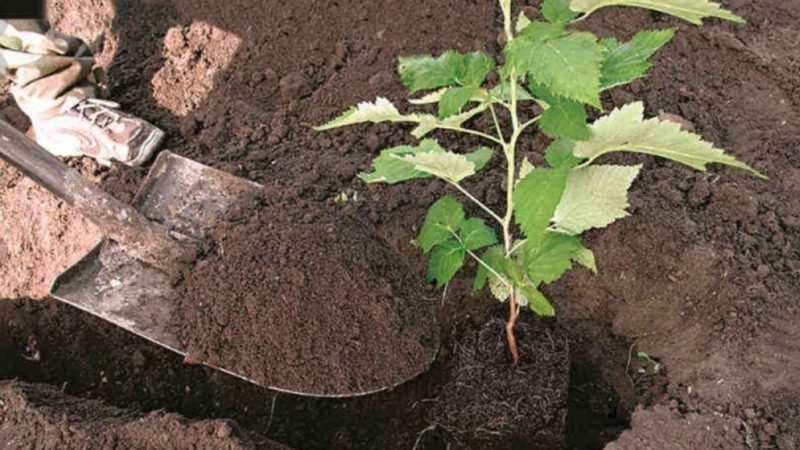 Step-by-step instructions on how to plant raspberries in the spring correctly for novice gardeners