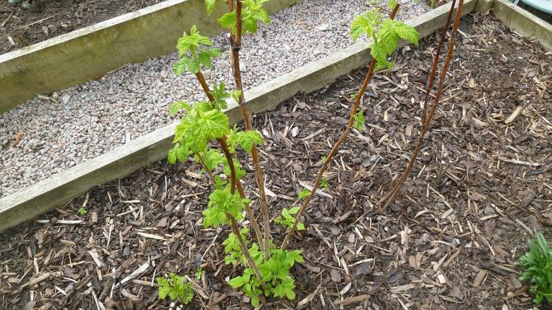 Step-by-step instructions on how to plant raspberries in the spring correctly for novice gardeners
