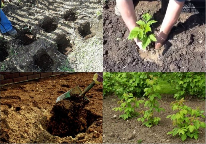 Step-by-step instructions on how to plant raspberries in the spring correctly for novice gardeners