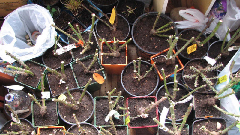 Simple ways to save rose cuttings until spring and plant them correctly