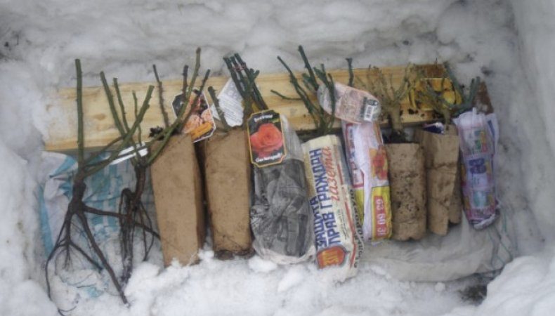 Simple ways to save rose cuttings until spring and plant them correctly