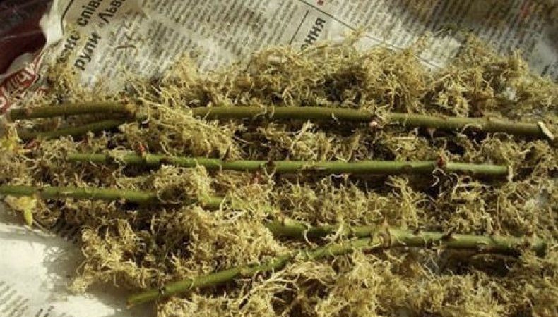 Simple ways to save rose cuttings until spring and plant them correctly