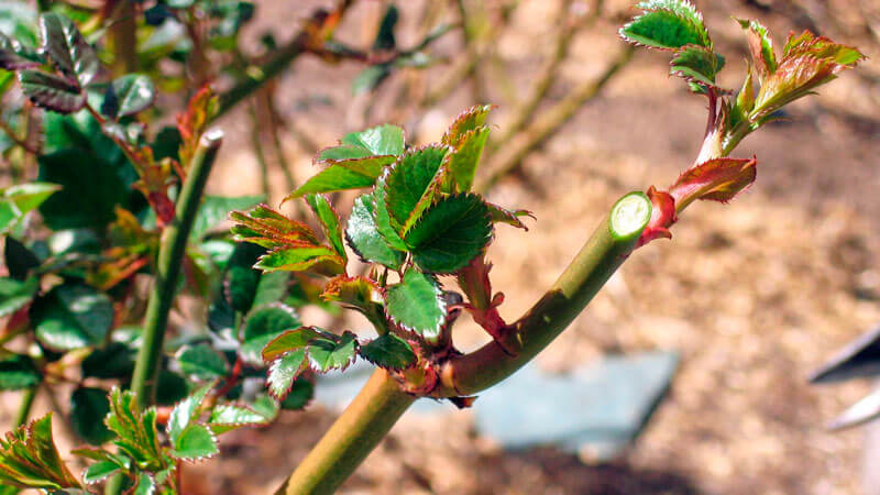A beginner's guide: how to care for roses in spring