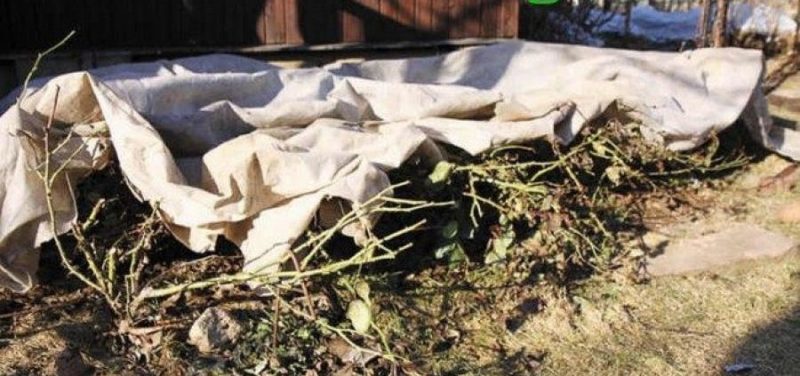 A beginner's guide: how to care for roses in spring