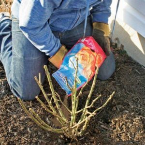 A beginner's guide: how to care for roses in spring
