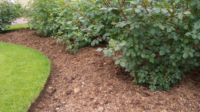 A beginner's guide: how to care for roses in spring