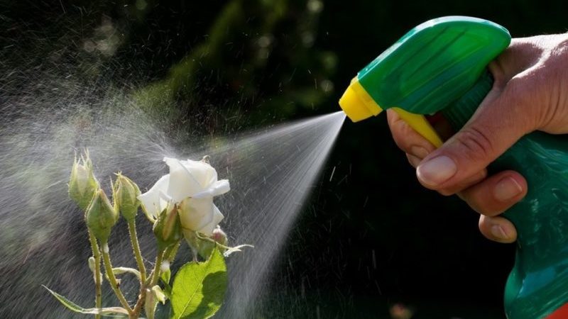 A beginner's guide: how to care for roses in spring