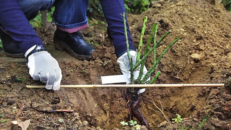 A beginner's guide: how to care for roses in spring