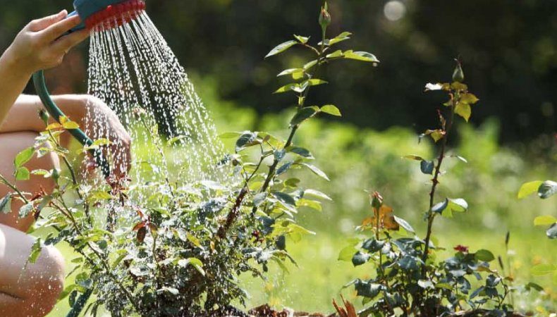 A beginner's guide: how to care for roses in spring