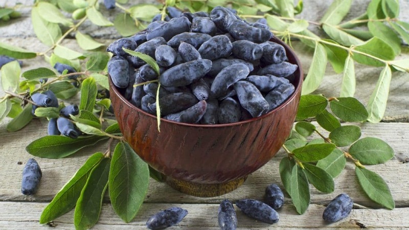 In what year does honeysuckle bear fruit after planting?