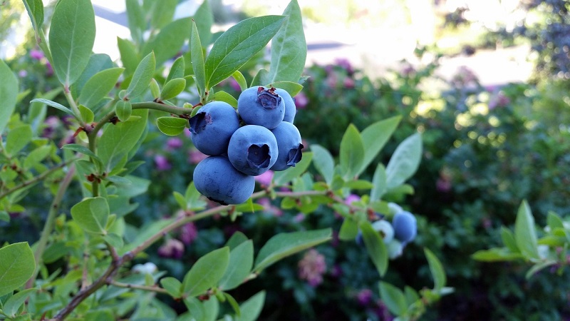 What does honeysuckle berries taste like: a description of the taste