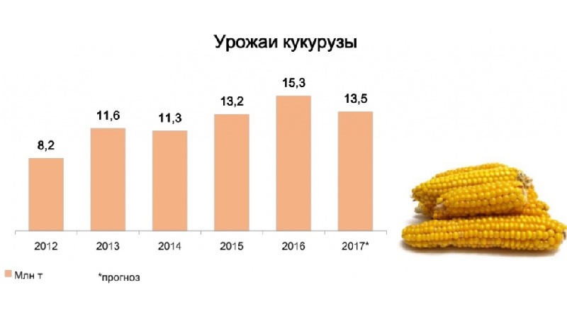 What is the yield of corn per hectare: average, the influence of the type of variety or hybrid and other factors