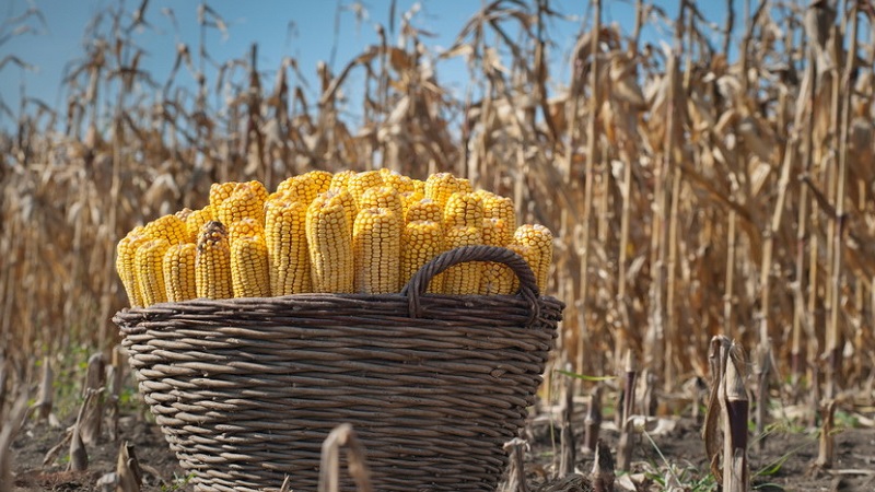 What is the yield of corn per hectare: average, the influence of the type of variety or hybrid and other factors