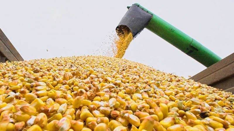 What is the yield of corn per hectare: average, the influence of the type of variety or hybrid and other factors