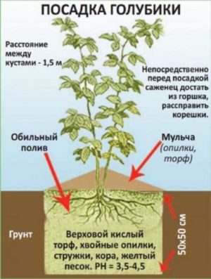 Instructions for planting blueberry seedlings in the spring in open ground