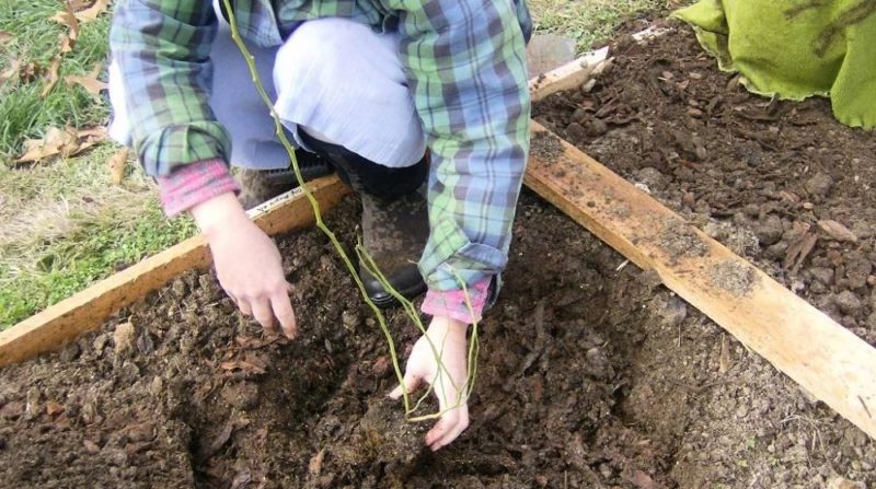 Instructions for planting blueberry seedlings in the spring in open ground