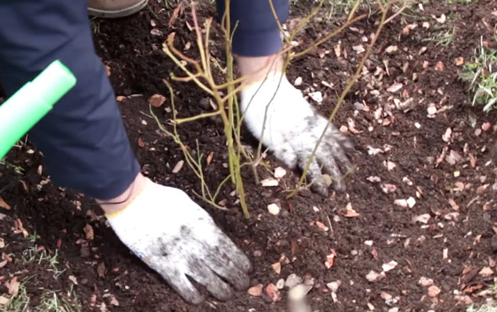 Instructions for planting blueberry seedlings in the spring in open ground