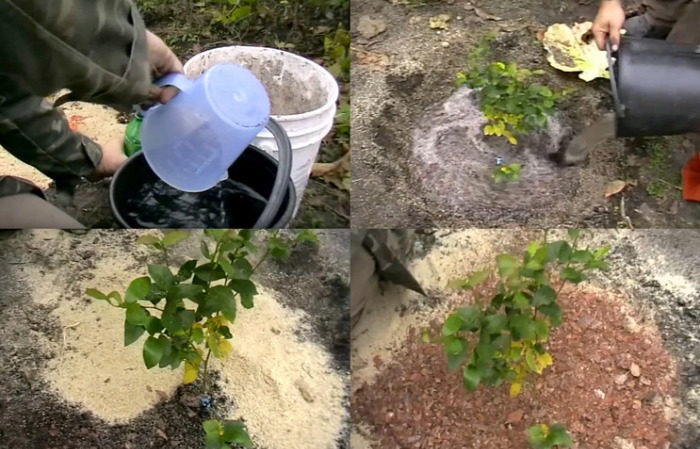 Instructions for planting blueberry seedlings in the spring in open ground