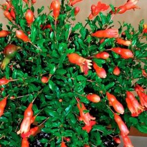 What does a pomegranate flower look like and how to care for a houseplant during flowering and fruiting
