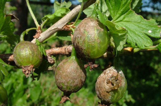 Why gooseberries don't have berries and how to fix it