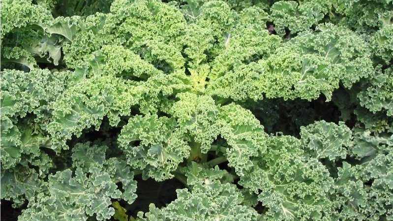 Growing kale