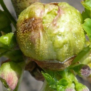 The most effective measures to combat currant kidney mites in spring