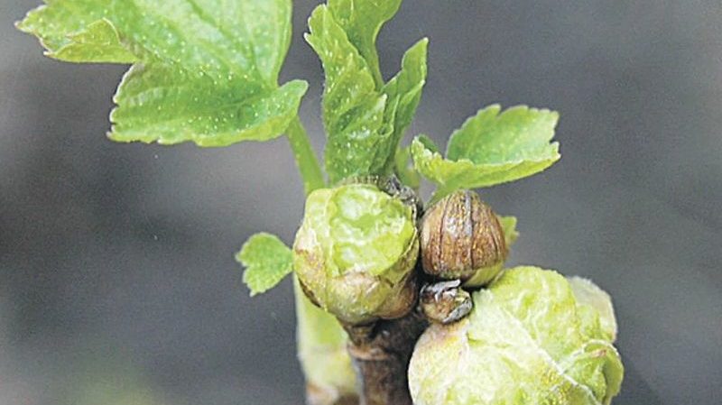 The most effective measures to combat currant kidney mites in spring
