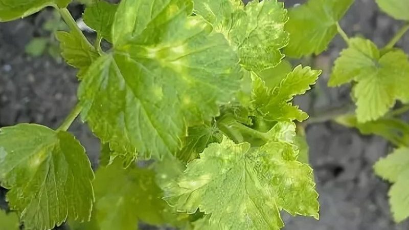 What to do if gooseberry berries are covered with a brown coating, how to save the harvest