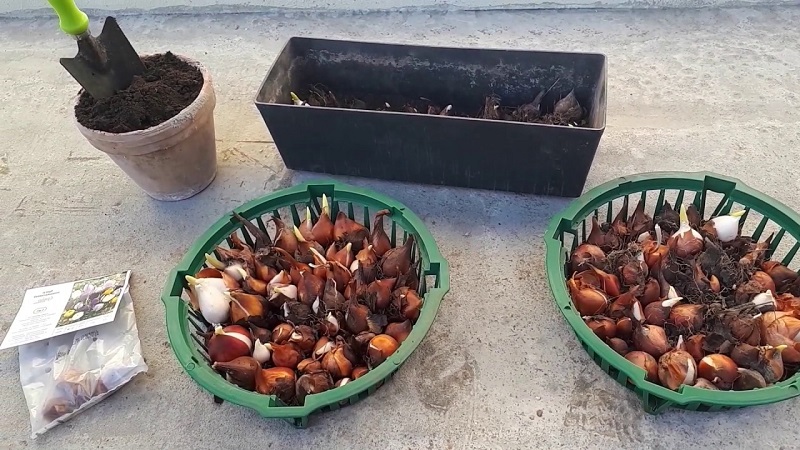 Planning a garden planting: is it possible to plant tulips in spring, and when will they bloom