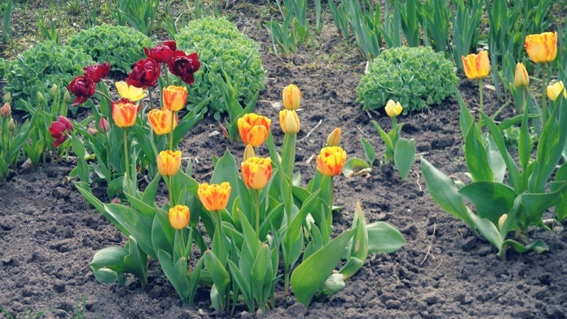 Planning a garden planting: is it possible to plant tulips in spring, and when will they bloom